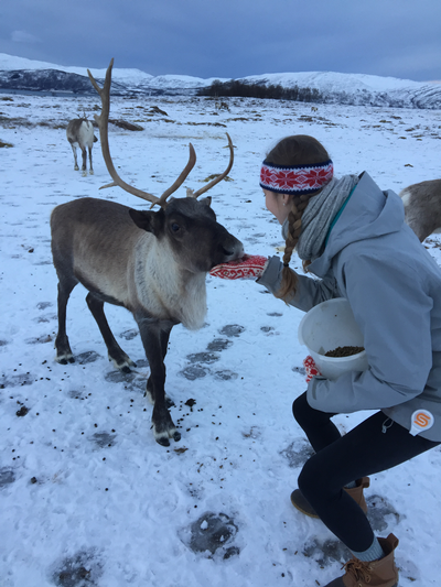Emily Troy, Tromso, Reindeer Feeding